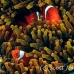 anemonefish_spinecheek_mid_h_0705_png1342.jpg